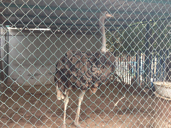 養(yǎng)殖勾花網圖片2